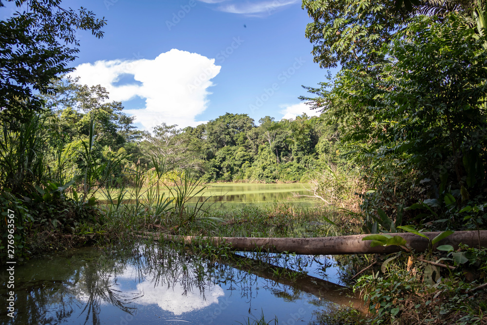 Green lake in the middle of Bolivian rainforest, Madidi national park in the Amazon river basin in Bolivia Green lake in the middle of Bolivian rainforest, Madidi national park in the Amazon river basin in Bolivia