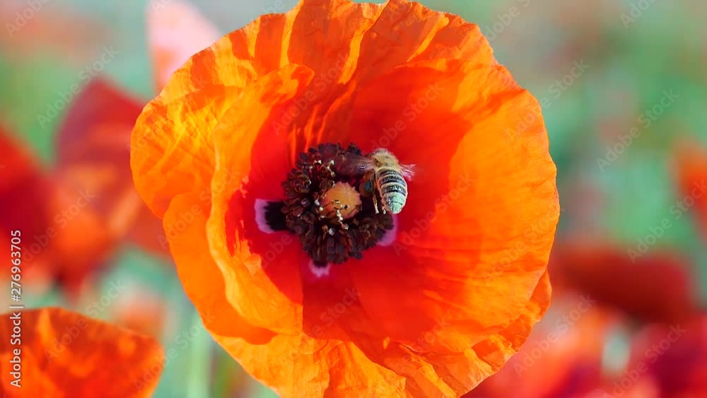 Summer poppy flowers on green field Summer poppy flowers on green field
