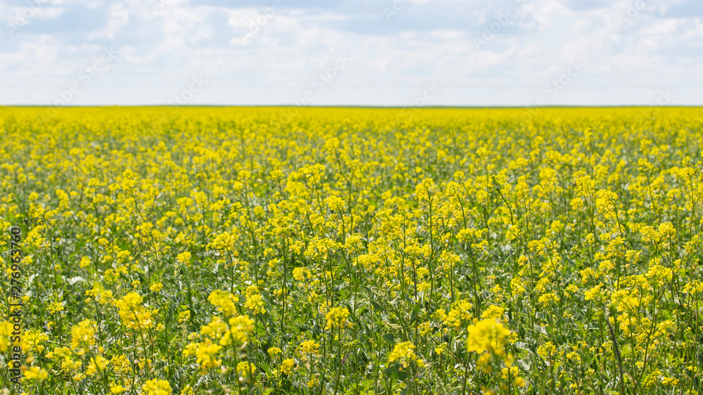 Blooming canola field, background wallpaper banner landscape panorama. Oilseed agrarian culture of spring rape. Brassica napus blooms in yellow flowers, rapeseed bloom