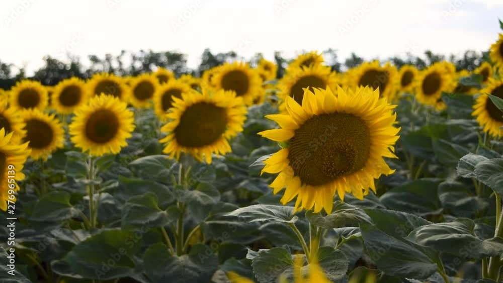 Sunflowers on the field sway in the wind on a bright sunny day Sunflowers on the field sway in the wind on a bright sunny day