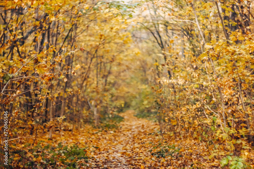 Autumn forest with golden, orange trees and fallen leaves. Blurred background, soft focus © anisha_mur