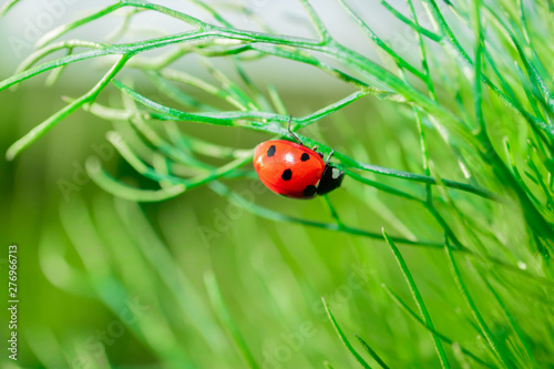 Ladybug on chamomile leaves. Closeup of insects in nature.