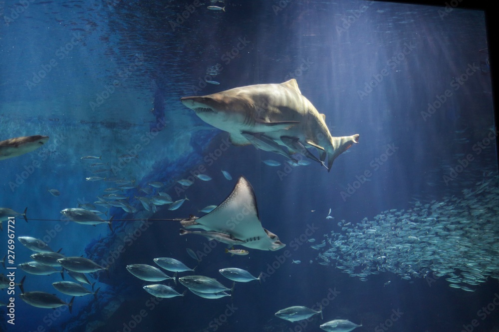 Fototapeta premium shark in aquarium