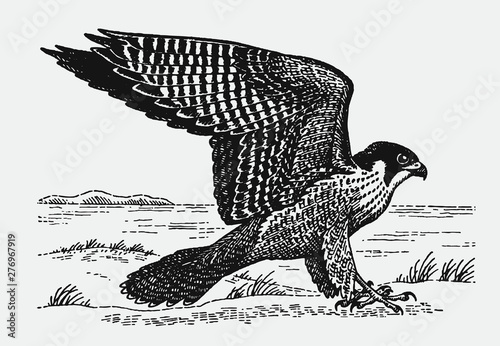 Peregrine falcon, falco peregrinus sitting on ground and spreading wings. Illustration after antique engraving from early 20c.