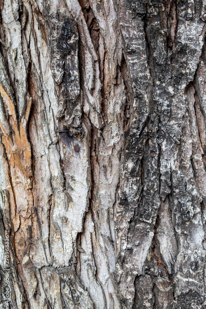 Fototapeta premium Closeup Embossed Tree Bark Texture Background