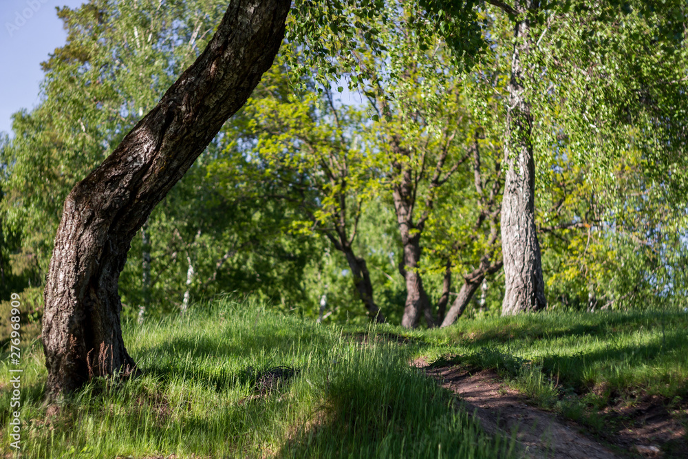 Beautiful hillock with oaks and birches, green landscape Beautiful hillock with oaks and birches, green landscape