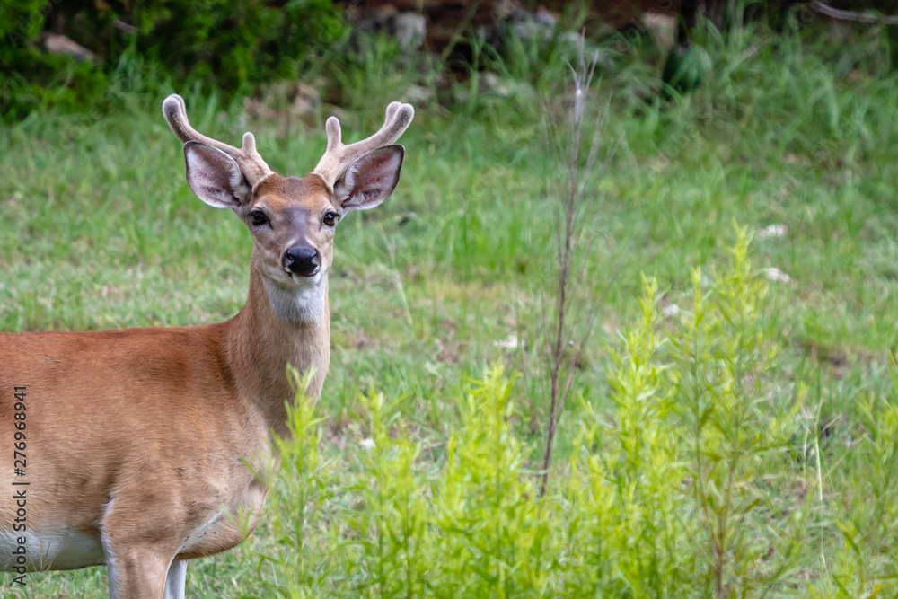 whitetail buck in velvet