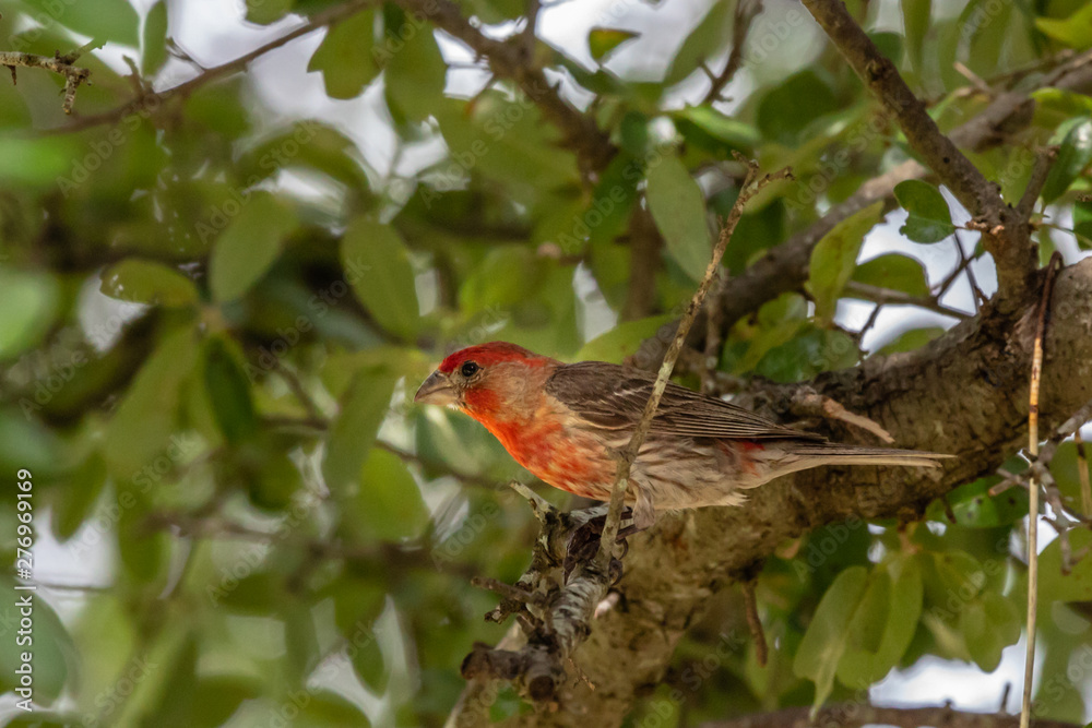 Fototapeta premium house finch on a branch