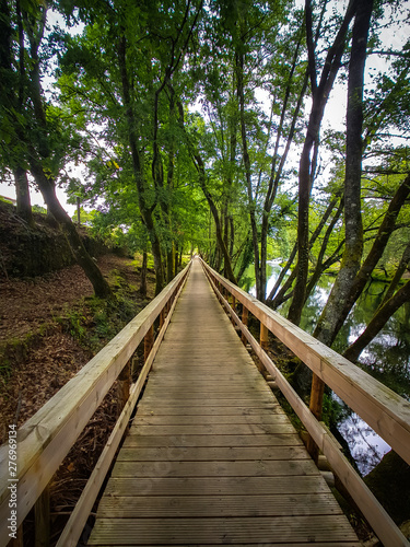 bridge in the forest