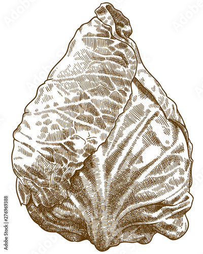 engraving illustration of pointed cabbage
