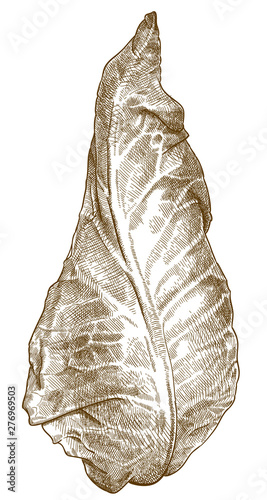 engraving illustration of pointed cabbage