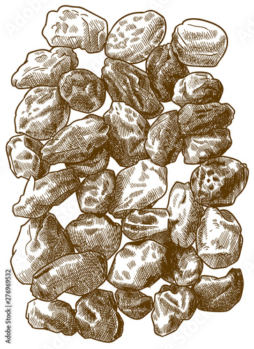 engraving illustration of raisins