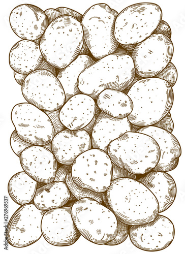 engraving illustration of potatoes pattern