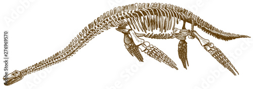 engraving illustration of plesiosaurus skeleton