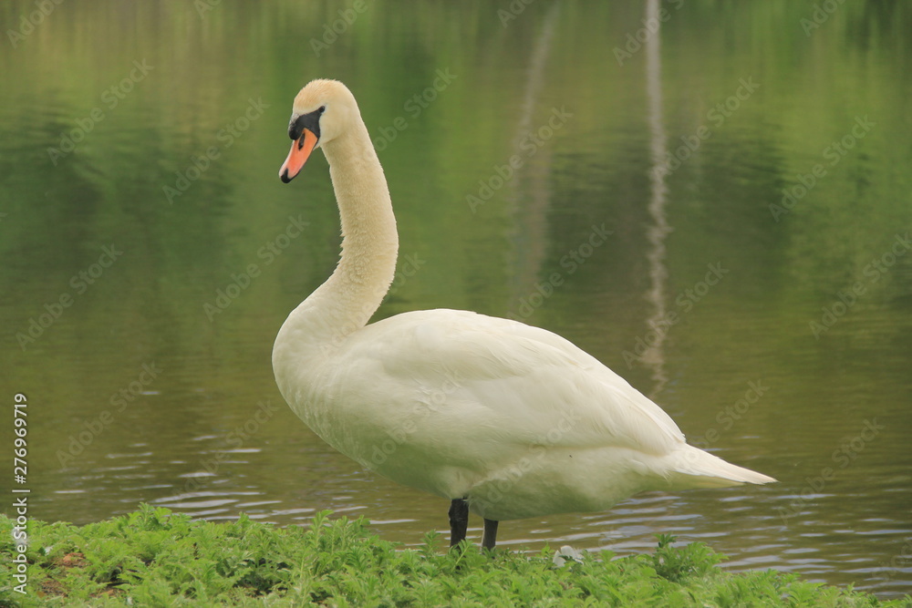 swan on lake swan on lake