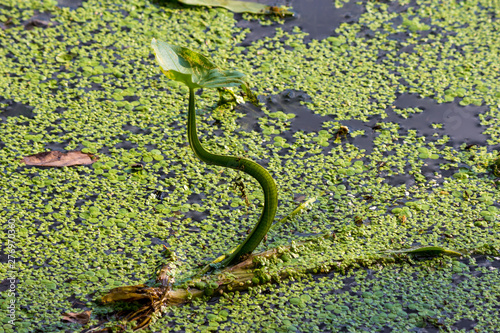 Plant Arrowhead (Sagittaria sagittifolia) in the water, strongly curved stem photo