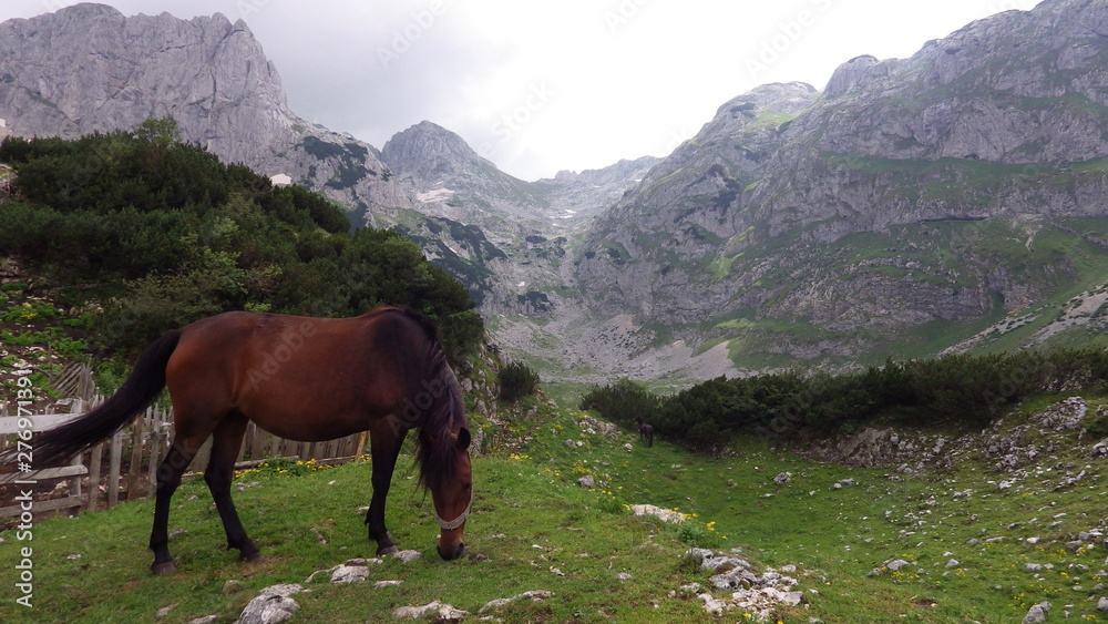 Horse in Durmitor NP, Montenegro