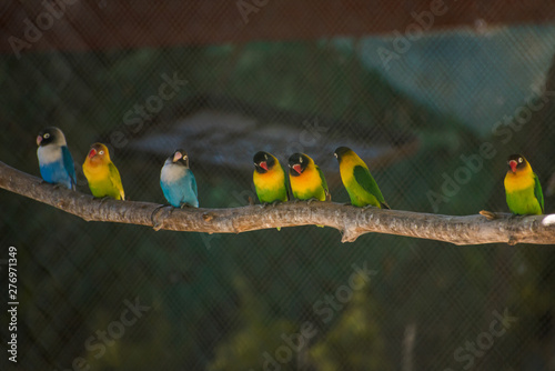 Fotografia beautiful photo of a group of agapornis parrots standing aligned on a bough