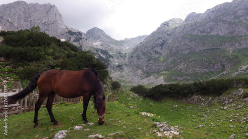 Horse in Durmitor NP, Montenegro © Lenka