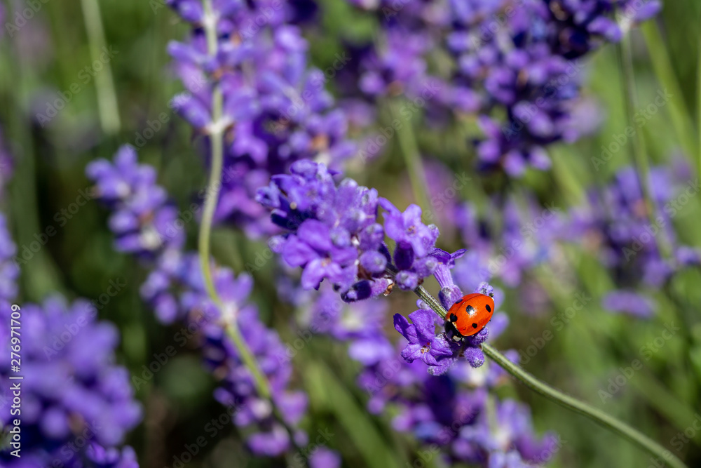 Seven spot ladybird on a lavender plant - obrazy, fototapety, plakaty 