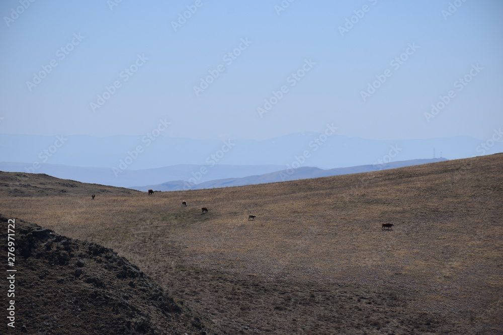 Near the Uybat river.Khakassia.