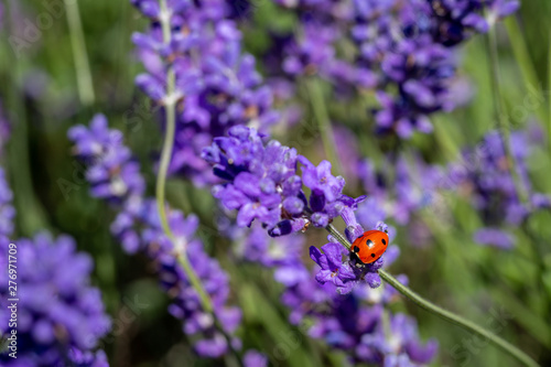 Seven spot ladybird on a lavender plant