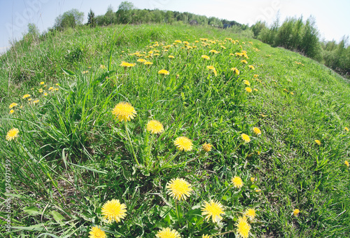 field of chamomile flowers