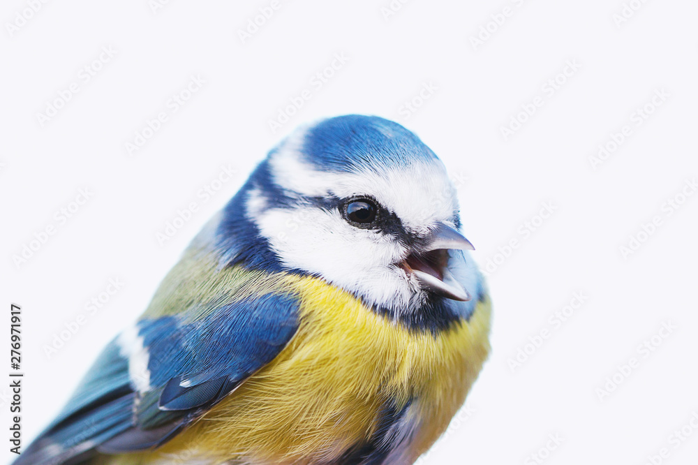 Obraz premium Blue Tit