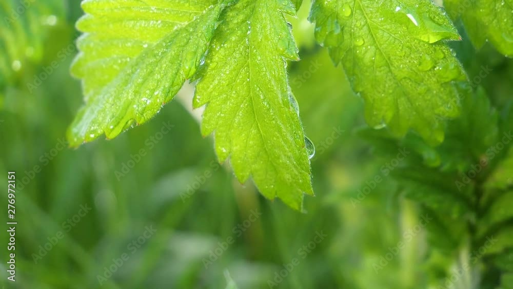 Green leaf with raindrops in the summer in nature develops in the wind Green leaf with raindrops in the summer in nature develops in the wind