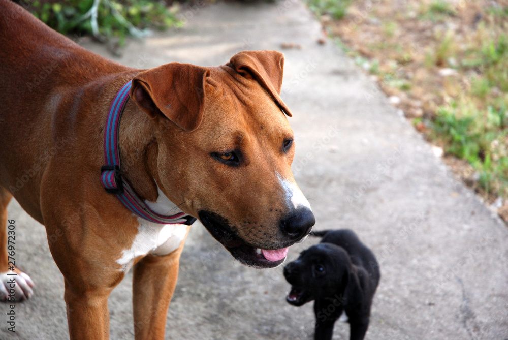 a young american female pit bull terrier dog lovingly takes care of another dog's litter by acting as an aunt a young american female pit bull terrier dog lovingly takes care of another dog's litter by acting as an aunt