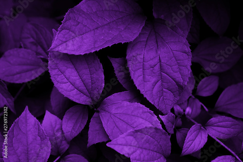 Leaves pattern background toned in purple. Creative vibrant layout made of leaves. Fantasy concept and wallpaper