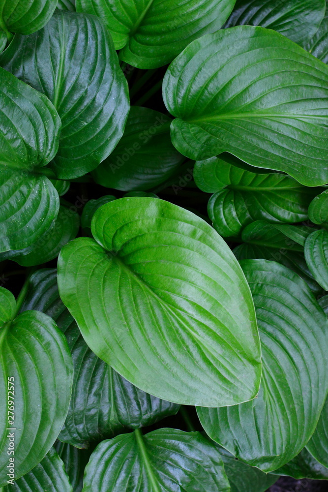 Beautiful tropical Hosta leaves background. Ornamental Hosta plant for landscaping park and garden design. Botanical texture macro, top view Beautiful tropical Hosta leaves background. Ornamental Hosta plant for landscaping park and garden design. Botanical texture macro, top view