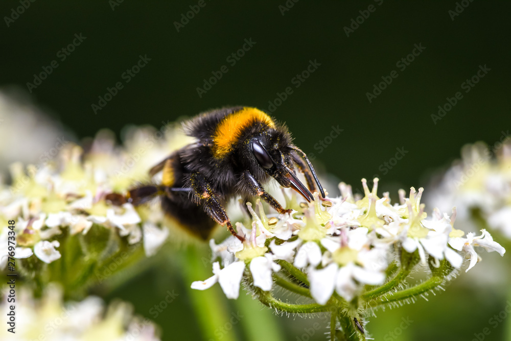 bumblebee bumblebee