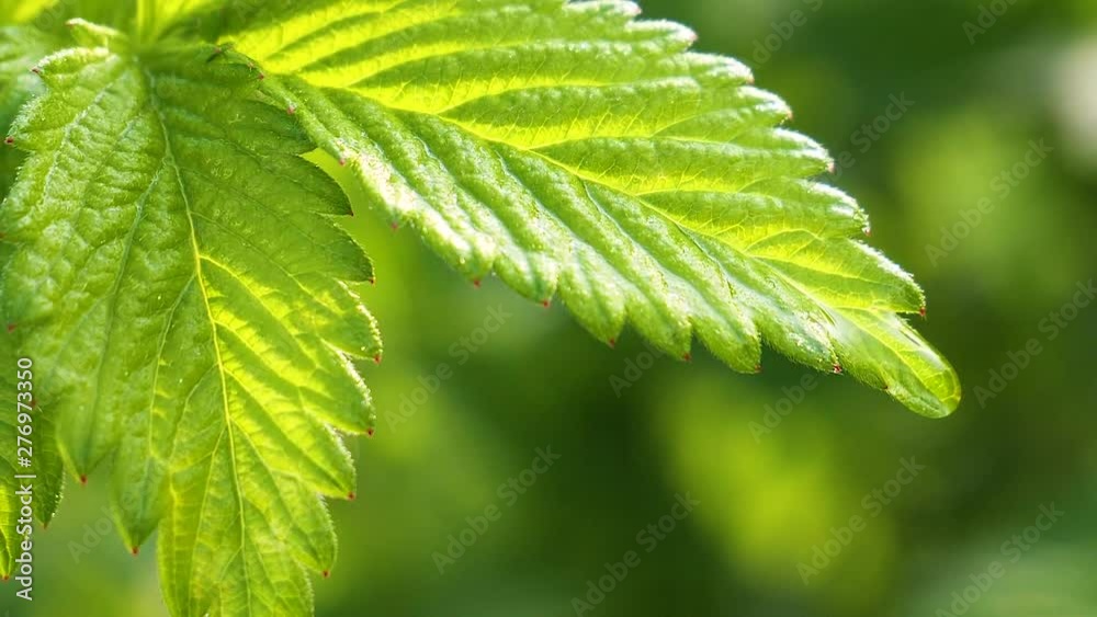 Green leaf with raindrops in the summer in nature develops in the wind Green leaf with raindrops in the summer in nature develops in the wind