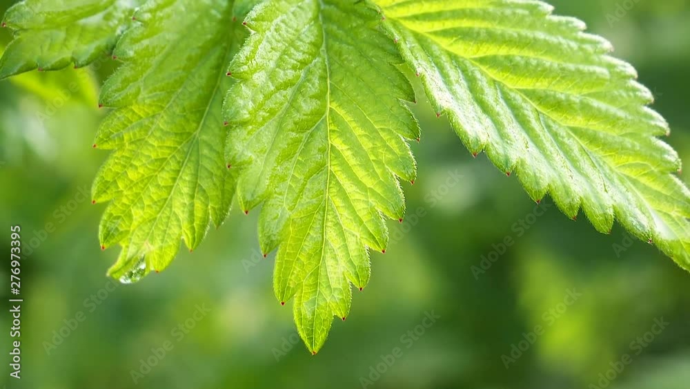 Green leaf with raindrops in the summer in nature develops in the wind Green leaf with raindrops in the summer in nature develops in the wind