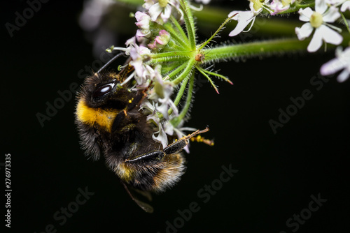 bumblebee © Pavel