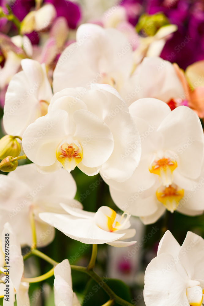 White beautiful orchids with many flowers in the greenhouse White beautiful orchids with many flowers in the greenhouse