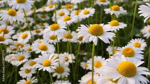 Chamomile flowers in nature