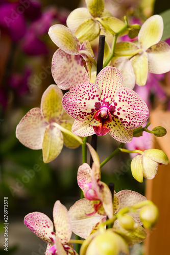  Pink-yellow orchid blooms in the greenhouse