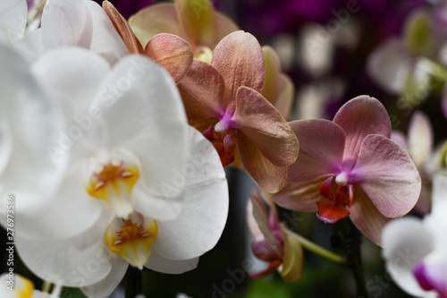  White and cream orchids on bokeh blurred background