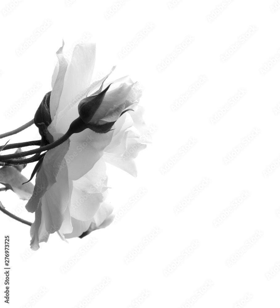Weiße Rose isoliert in Schwarz Weiß - Trauer - Melancholie Stock Photo |  Adobe Stock