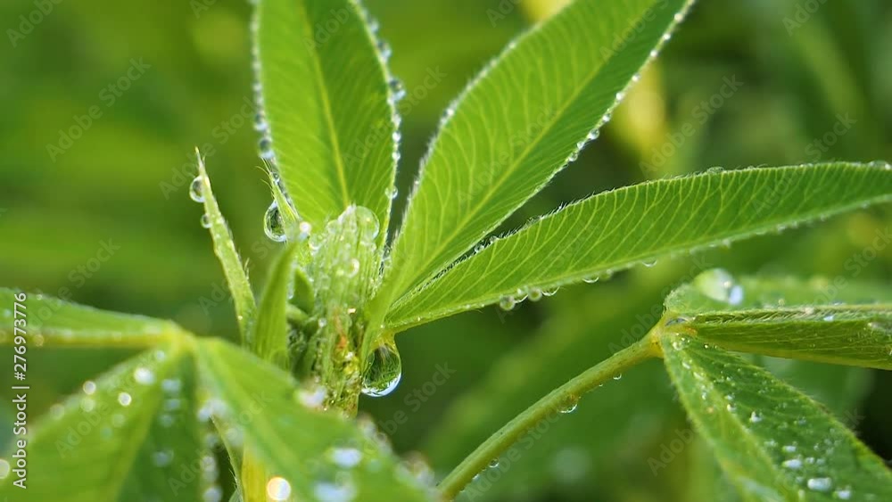 Green leaf with raindrops in the summer in nature develops in the wind Green leaf with raindrops in the summer in nature develops in the wind