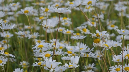 Chamomile flowers in nature