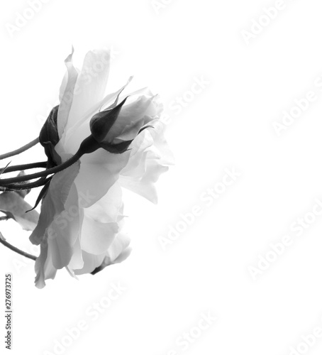 Weiße Rose isoliert in Schwarz Weiß - Trauer - Melancholie