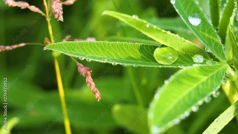 Green leaf with raindrops in the summer in nature develops in the wind Green leaf with raindrops in the summer in nature develops in the wind