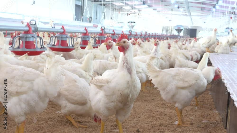 View of hens and roosters inside a modern poultry house 