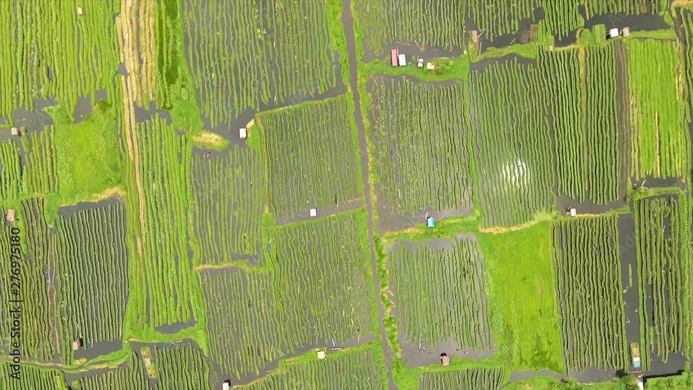 Wide high-angle aerial plane dolly shot of green floating vegetable gardens, reflection, and stilt houses in Inle Lake,  Myanmar