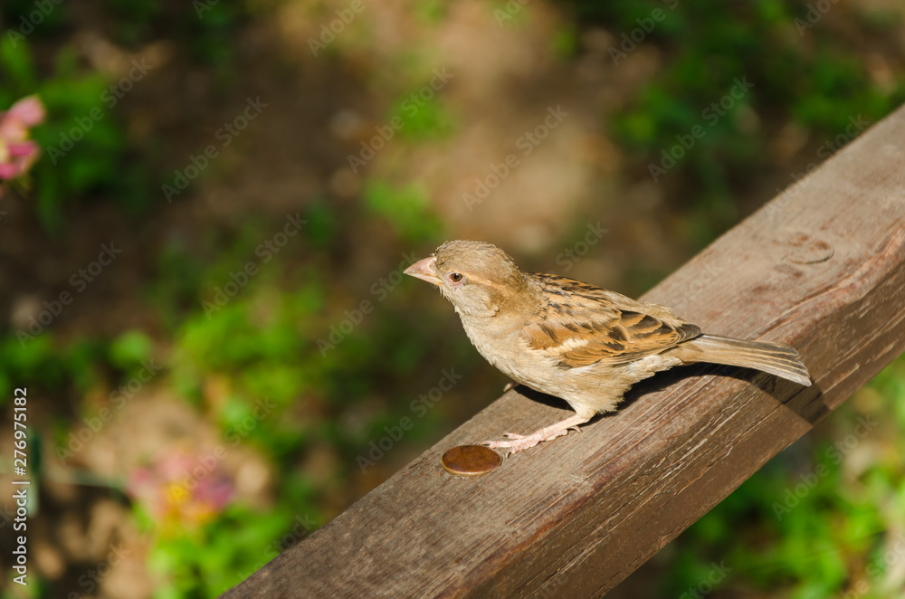 Sparrow, bird on the fence, with copy space Sparrow, bird on the fence, with copy space