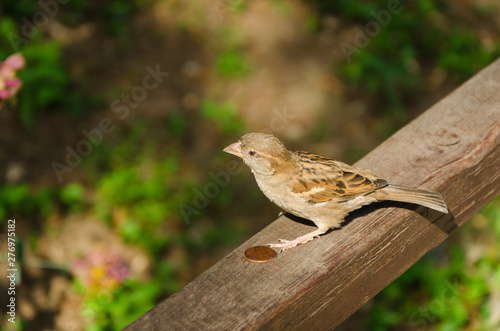 Sparrow, bird on the fence, with copy space