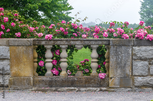 Fototapeta Naklejka Na Ścianę i Meble -  Pink climbing rose blooms on a stone railing with a broken baluster